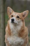 CORGI PEMBROKE 1478